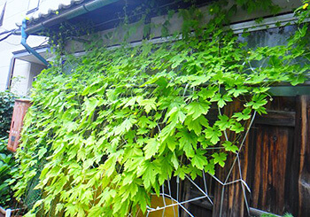 ゴーヤ以外にもたくさんあった 緑のカーテンを作れる植物あれこれ 静岡のリフォーム会社テンイチ